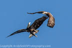 Adult and Fourth Year Bald Eagle Playing 3